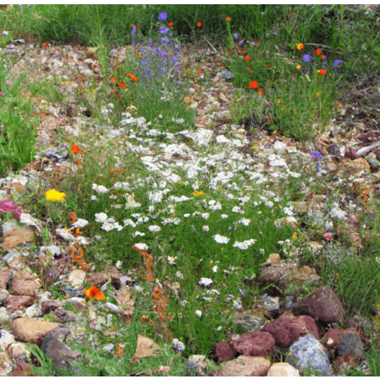 MRS Seeds & Mixtures Type M6 - Bloeiende Voegen 3 MRS Seeds & Mixtures Type M6 - Bloeiende Voegen