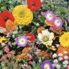 MRS Seeds & Mixtures Japans Bloemengazon -Tuinverzorging Winkel image 176