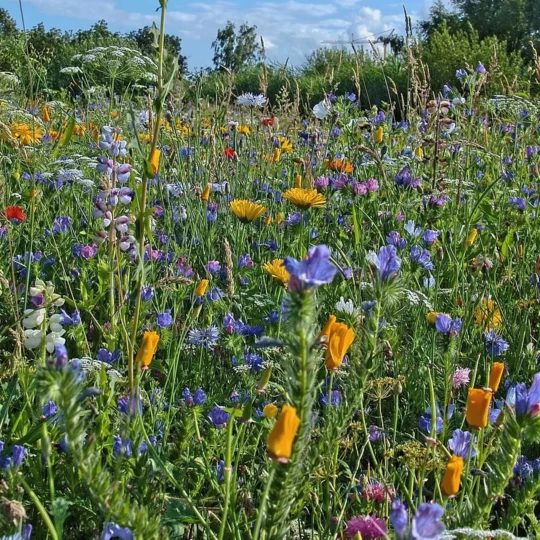 De Wiltfang Foxgloves Works Groen 3 De Wiltfang Foxgloves Works Groen