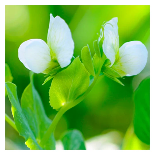 De Wiltfang Foxgloves Works Groen 4 De Wiltfang Foxgloves Works Groen - Afbeelding 2