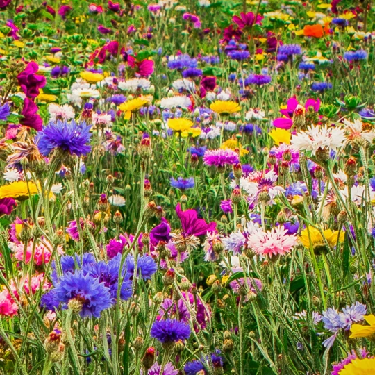 Ten Have Functionele Agro Biodiversiteit (FAB) Mengsel 3 Ten Have Functionele Agro Biodiversiteit (FAB) Mengsel