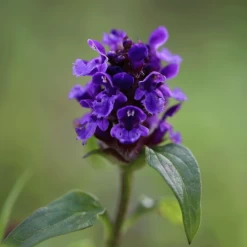 Tuinverzorging Winkel -Tuinverzorging Winkel image 197