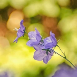 MRS Seeds & Mixtures Bosrand Bloemenmengsel Schaduw Inheems - Meerjarig -Tuinverzorging Winkel image 199