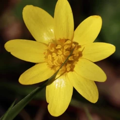 MRS Seeds & Mixtures Bosrand Bloemenmengsel Schaduw Inheems - Meerjarig -Tuinverzorging Winkel image 201