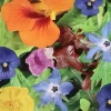 MRS Seeds & Mixtures Eetbare Bloemen Mix -Tuinverzorging Winkel image 212