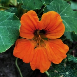 MRS Seeds & Mixtures Biologisch Lieveheersbeestjes Bloemenmengsel -Tuinverzorging Winkel image 216