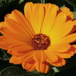 MRS Seeds & Mixtures Biologisch Lieveheersbeestjes Bloemenmengsel -Tuinverzorging Winkel image 220