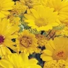 MRS Seeds & Mixtures Zomerbloemen Gele Tinten - Mix -Tuinverzorging Winkel image 225