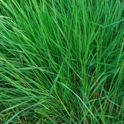 MRS Seeds & Mixtures OrgaMix Bodemverbeteraar