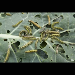 ECOstyle Aaltjes Tegen Rupsen -Tuinverzorging Winkel image 242