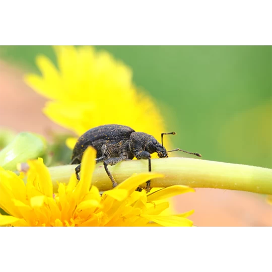 ECOstyle Aaltjes Val Tegen Taxuskever 4 ECOstyle Aaltjes Val Tegen Taxuskever - Afbeelding 2