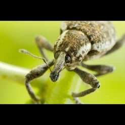 ECOstyle Aaltjes Val Tegen Taxuskever 7 ECOstyle Aaltjes Val Tegen Taxuskever -Tuinverzorging Winkel image 280