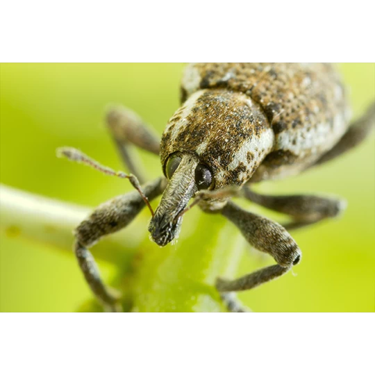 ECOstyle Aaltjes Val Tegen Taxuskever 5 ECOstyle Aaltjes Val Tegen Taxuskever - Afbeelding 3