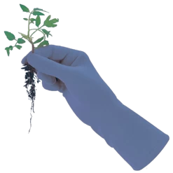 De Wiltfang Foxgloves Original -Tuinverzorging Winkel image 331