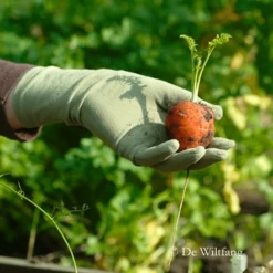 De Wiltfang Foxgloves Original -Tuinverzorging Winkel image 335