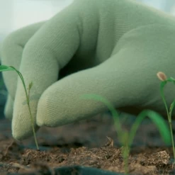 De Wiltfang Foxgloves Original -Tuinverzorging Winkel image 336