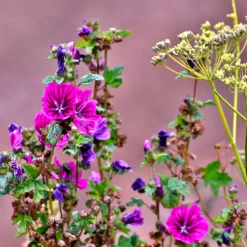MRS Seeds & Mixtures Beweidingsmengsel Zandgrond - Type BWZ1
