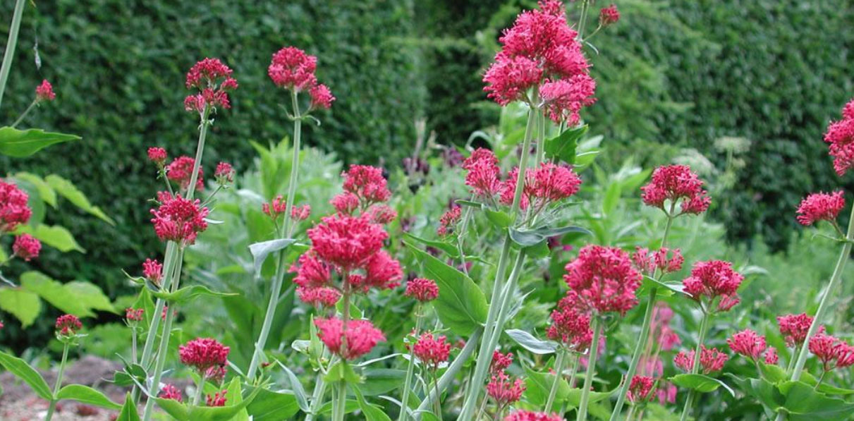 Tuinverzorging Winkel -Tuinverzorging Winkel dfcgdfg